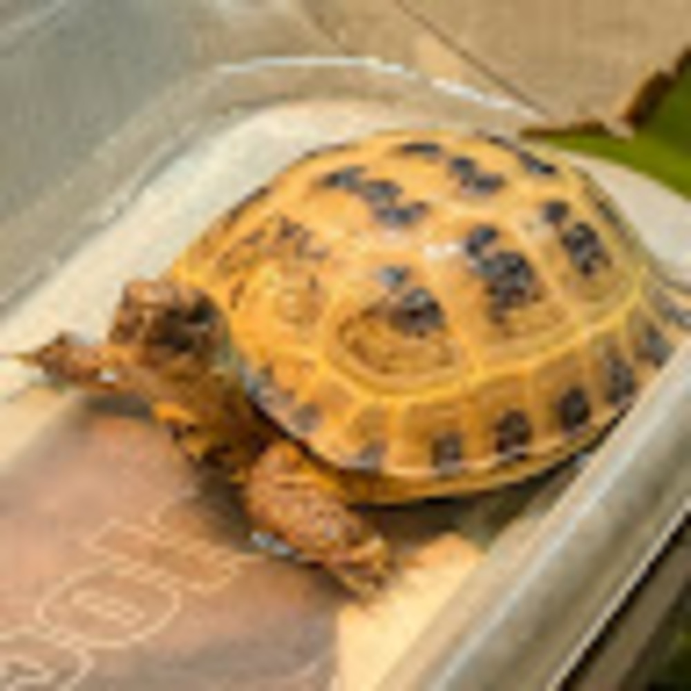 Meet your Posher, Aster